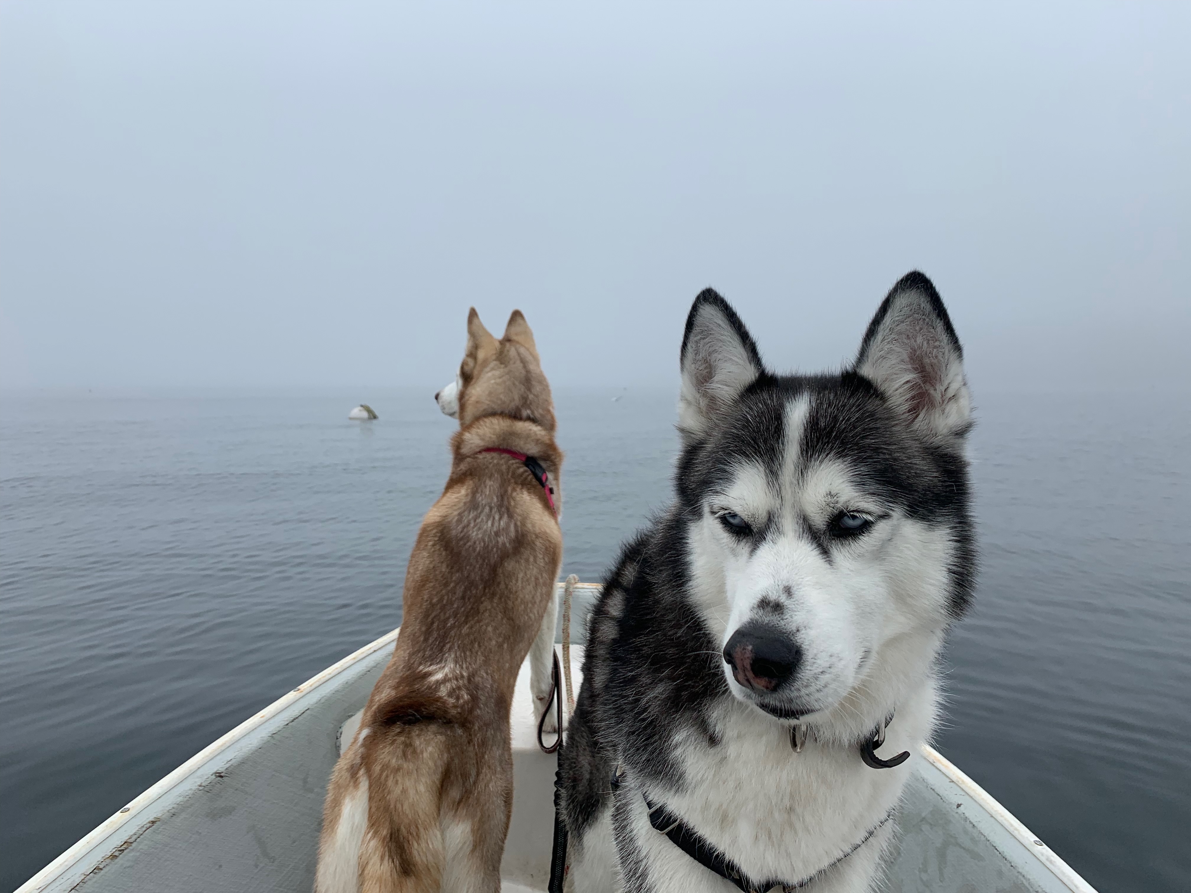Two huskies on a boat